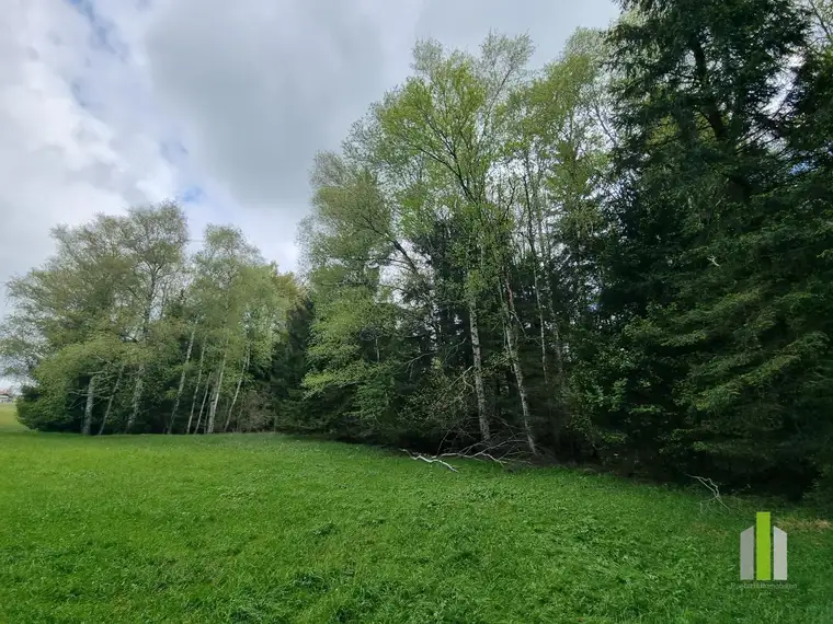 Grünland mit angrenzendem Waldstück in sonniger Lage – Obertrum am Haunsberg