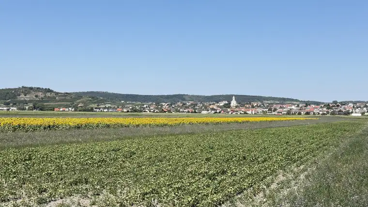 Landwirtschaftliche Grundstücke in Streulage der Gemeinde Jois/Neusiedl