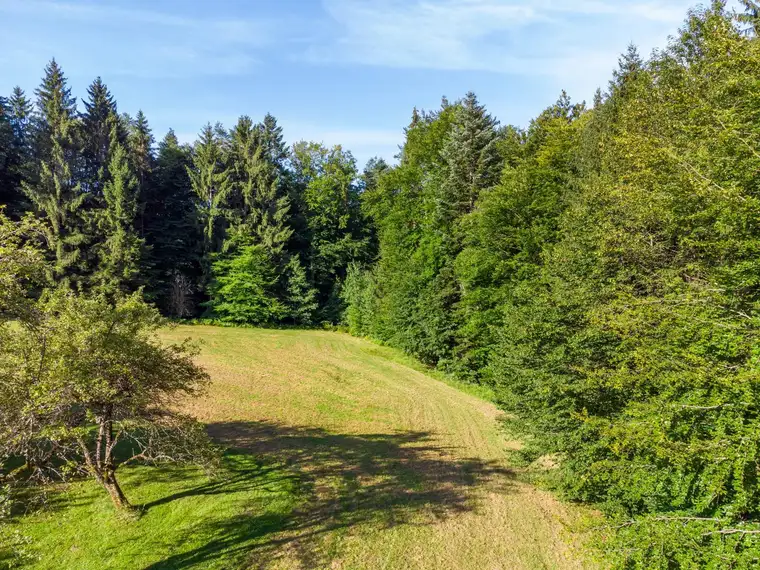Haus mit großem Grund und Wald
