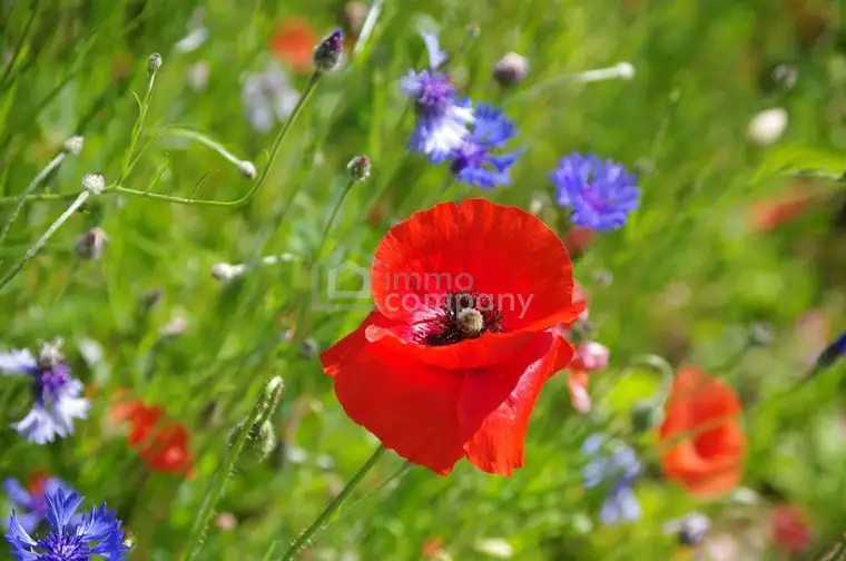 Baugrund in ruhiger Siedlungslage - Bauen Sie IHR Traumhaus!