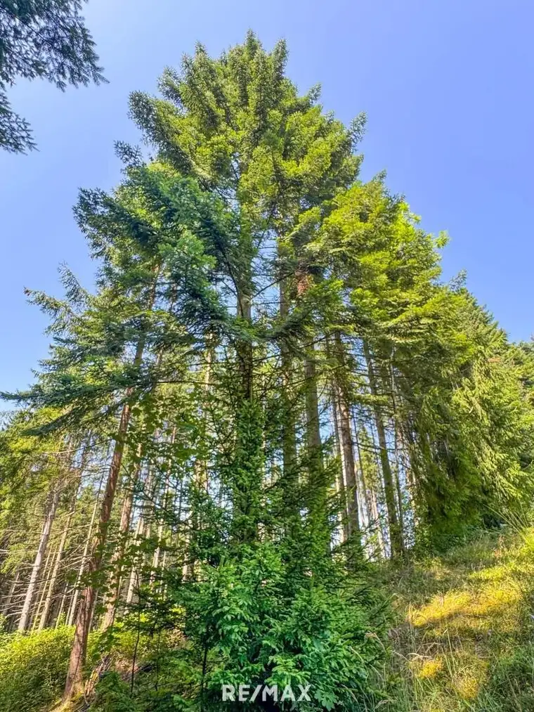 PERFEKTER HOBBY-WALD mit Arbeitshütte !