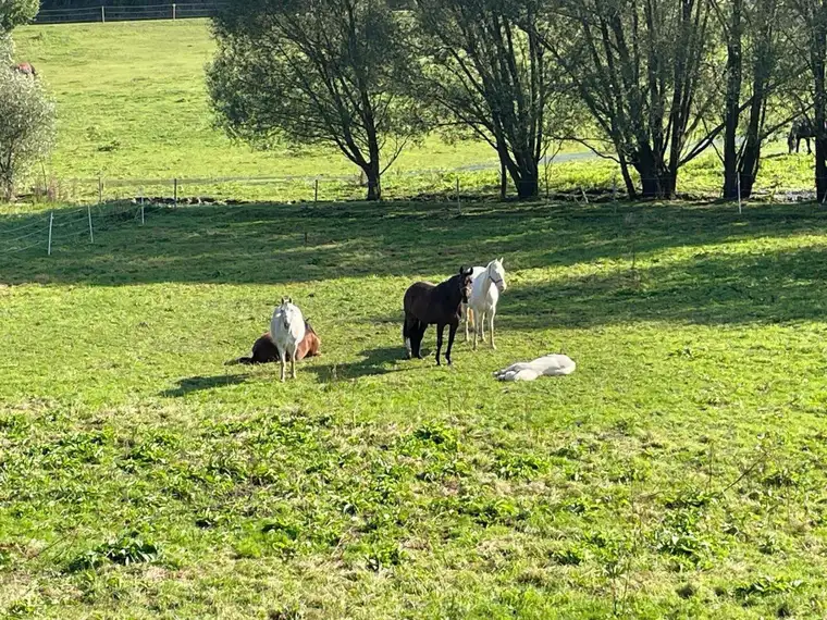 TRAUMHAFTER REITERHOF NAHE GFÖHL