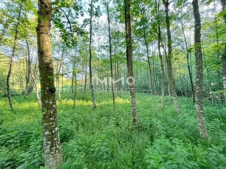 Erholung pur im eigenen Wald mit Bach und Wiesen nähe Amstetten