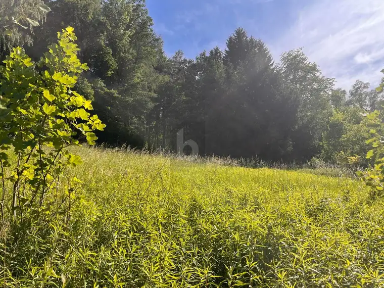 RUHIGES HANGGRUNDSTÜCK IN IDYLLISCHER WALDRANDLAGE