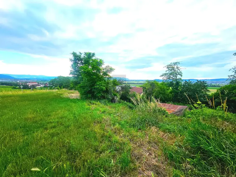 WEINKELLER MIT GRÜNBLICK 