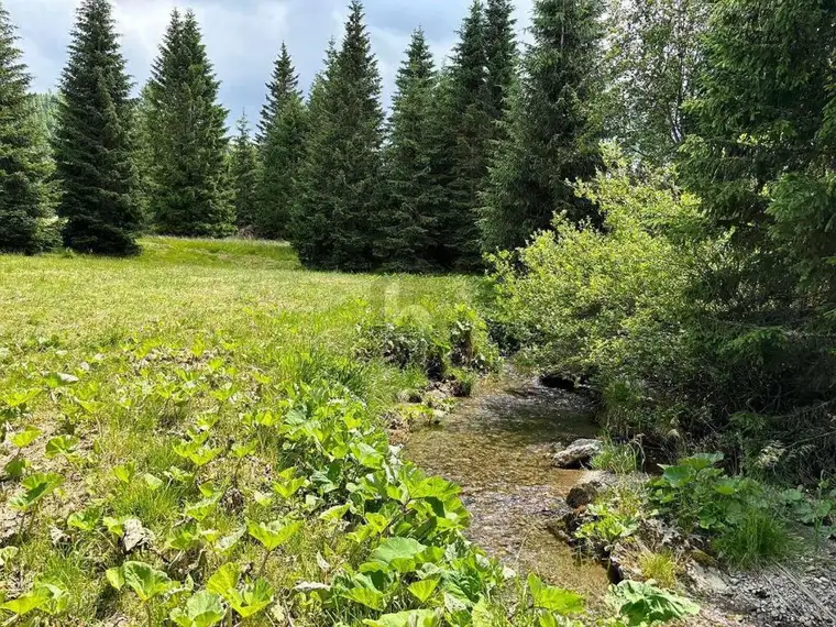 FERN VON DER HEKTIK AUF DER FLATTNITZ