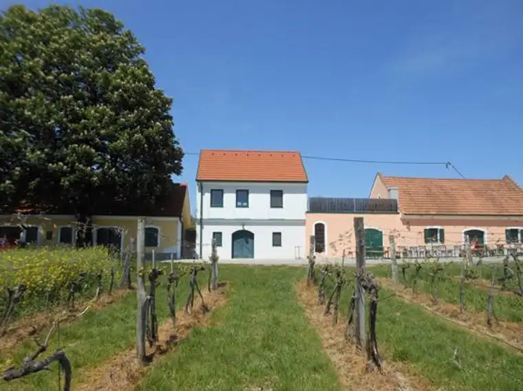 Weinkeller und Weingärten 