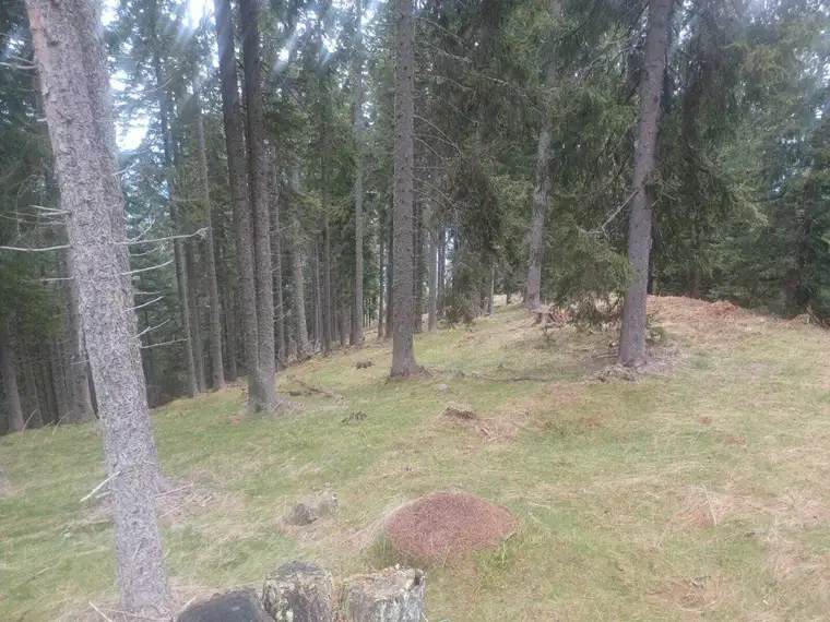 Waldgrundstück zu verkaufen!