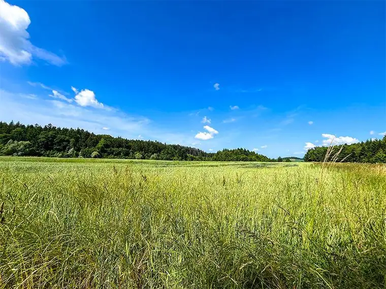Land &amp; Gut: TOP Feld mit Wald in Wels