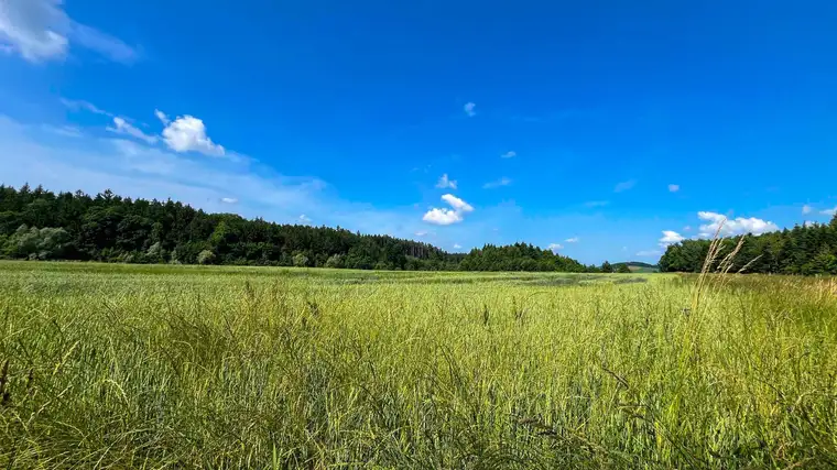 Land &amp; Gut: 4 ha - TOP Feld mit Wald in Wels