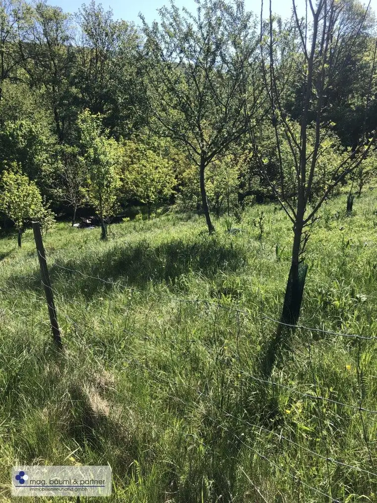 Obstbäume und Ziersträucher mit Zufahrt und Aussicht