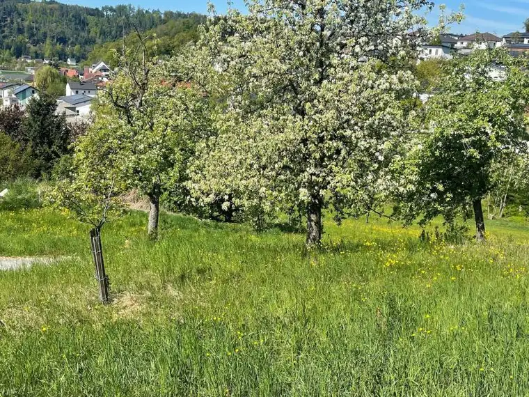 Traum-Bauland in Walding: Zentrumslage trifft unverbaubare Weitblick-Panoramalage...