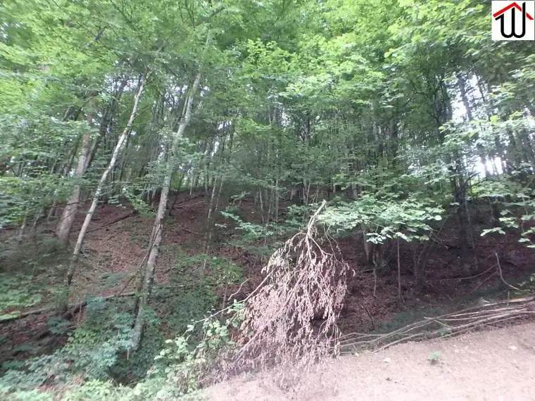 Wald 14,2 ha bei Schwarzenbach/Pielach