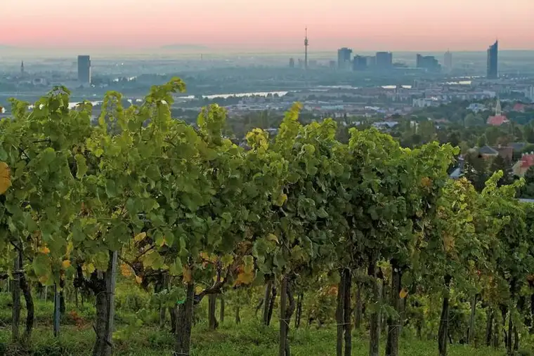 WUNDERSCHÖNER HEURIGER MIT ca. 6.500 m² WEINGARTEN MIT BLICK AUF GANZ WIEN 