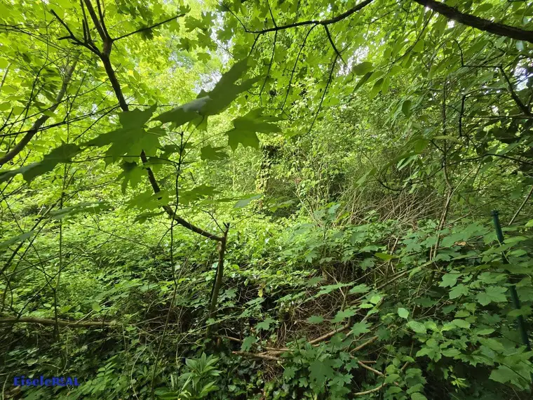 Verkauf aus Verlassenschaft - Grundstück - Urwald mit altem Haus - Abbruch
