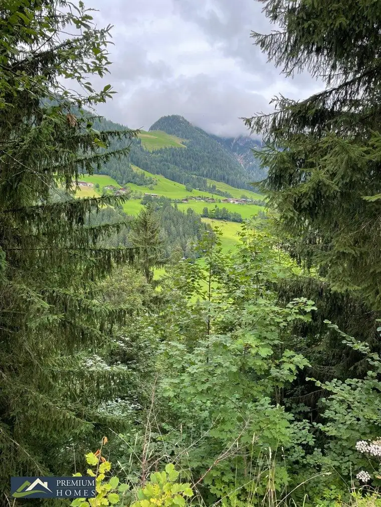 WALD - Bereich Reith im Alpbachtal &amp; Alpbach
