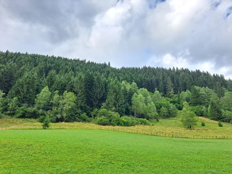 Waldfläche Thomatal Ost