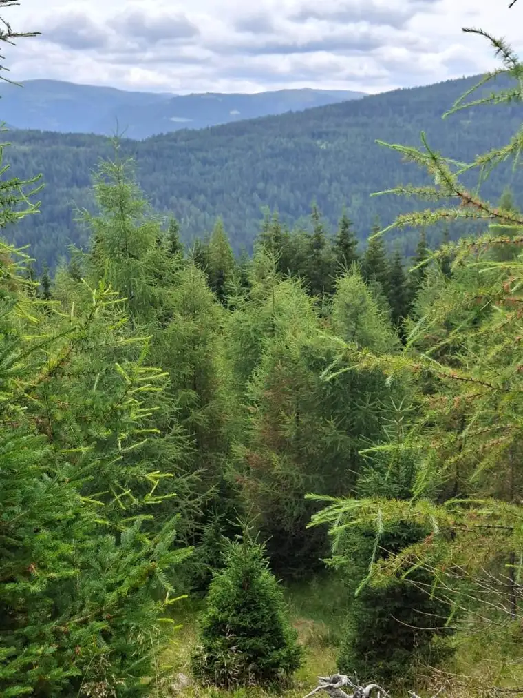 Waldfläche "Kohlstattwald"