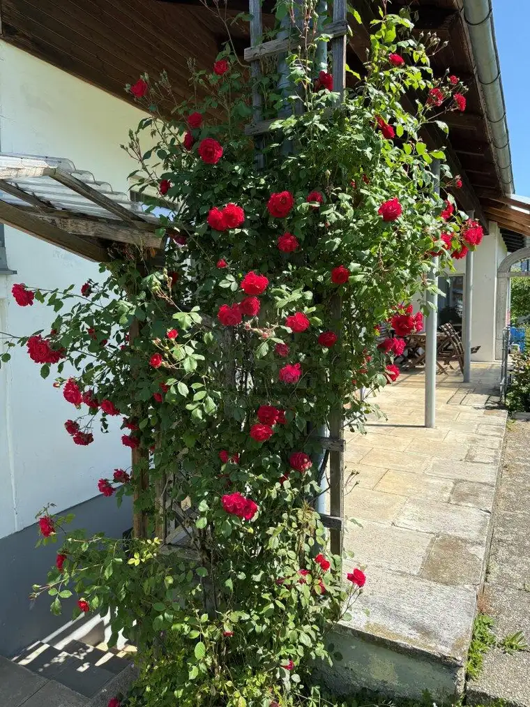Einfamilienhaus mit 6 Zimmer und großen Grund in Pichl bei Wels !