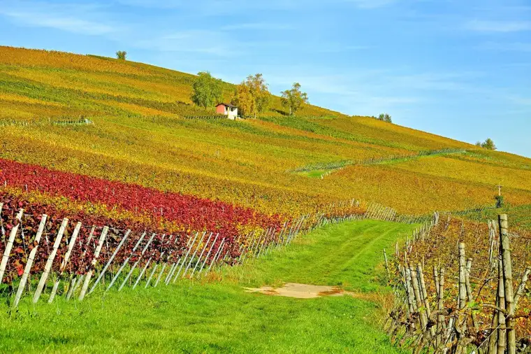 GESUCHT! AUSPFLANZRECHT FÜR WEINBAU IN GANZ ÖSTERREICH!