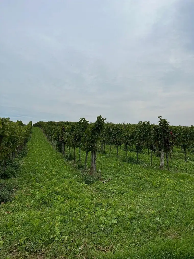 Weingarten im Weinviertel, provisionsfrei!