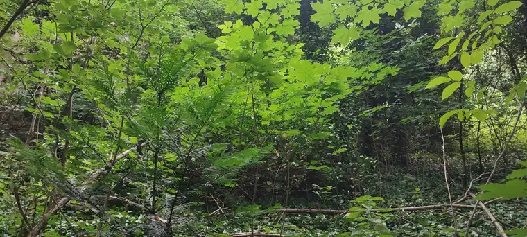 Urwald mit Waldhütte - tolles Bauland ohne Bauverpflichtung nach Rodung