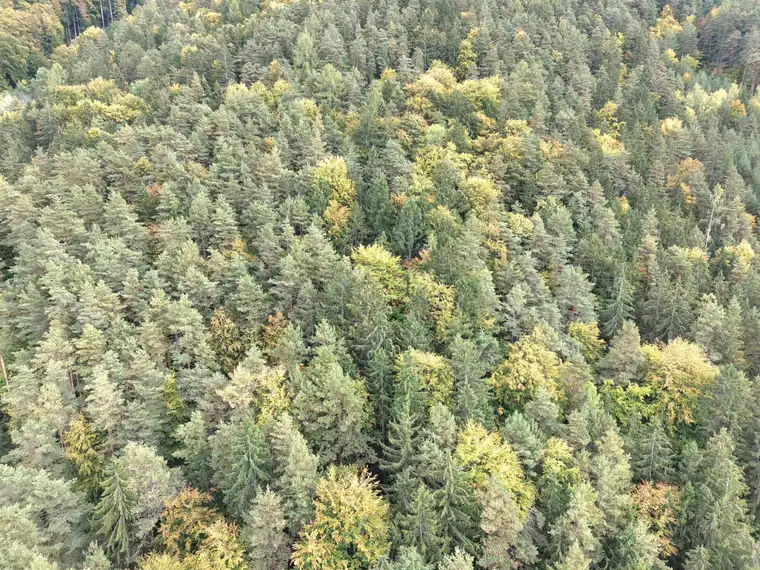 Mischwald in KG Schwabegg zu verkaufen!