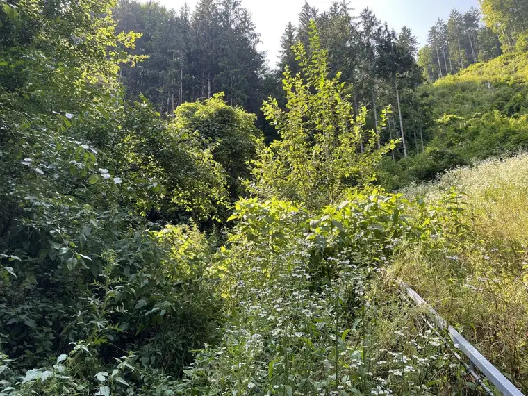 Wald zu verkaufen! Laßnitzhöhe- Rastbühel, Anleger, ruhige Lage
