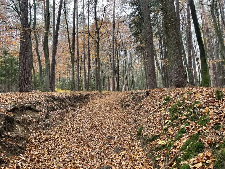 Wald zu verkaufen, Pöls-Dobl-Zwaring, Anleger, Mischwald ca.11.146 m²