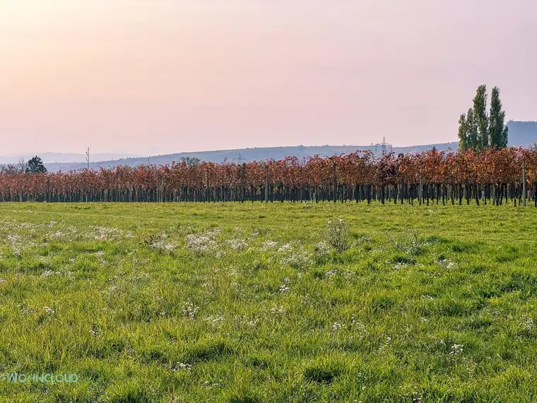 VINEYARDS CALLING, BAUGRUND MIT WEINBLICK