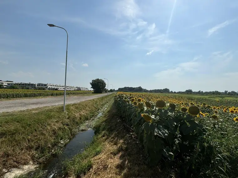 Grünland in zentraler Lage in Neusiedl am See
