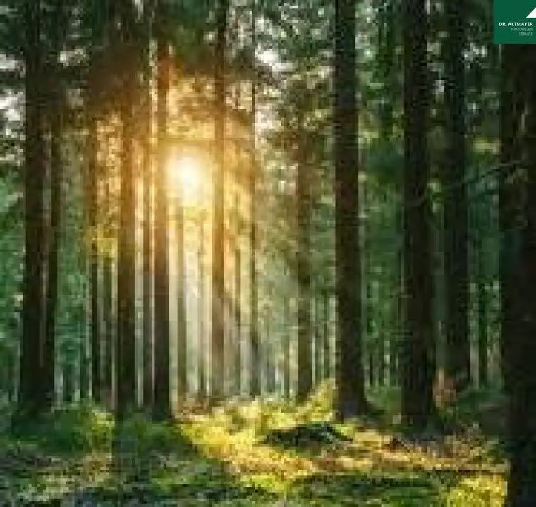 Waldflächen im Rosental zu verkaufen !