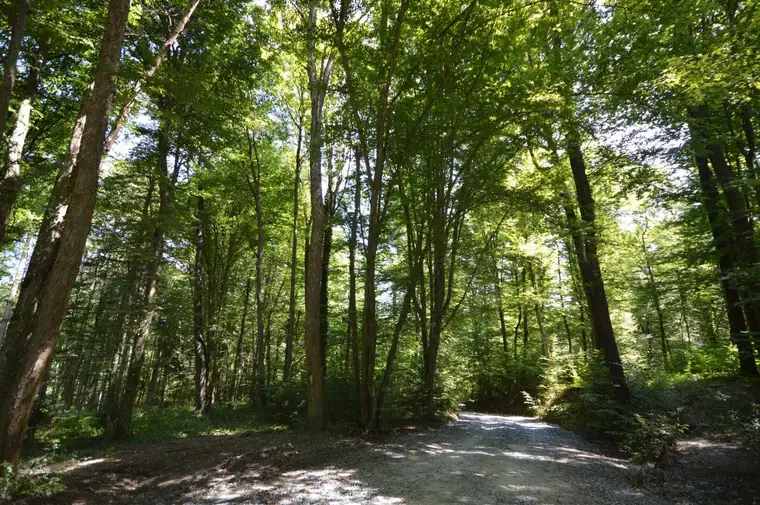 Waldflächen im Bezirk Güssing und Bezirk Oberwart zu verkaufen !!!