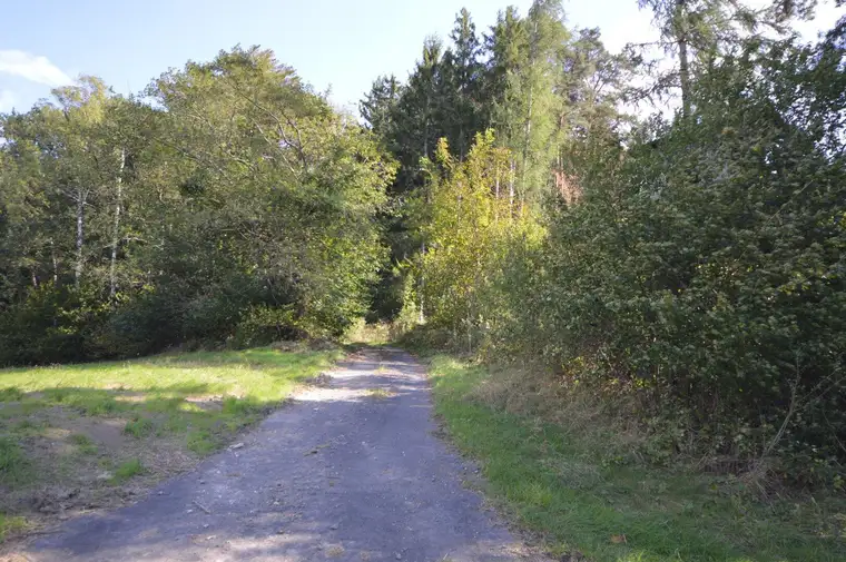 Waldfläche in Bergwerk/Bezirk Oberwart zu verkaufen