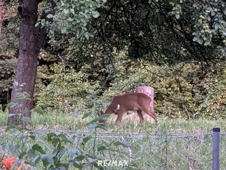 Wollen Sie in der Natur leben und Rehe vom eigenen Garten beobachten ?