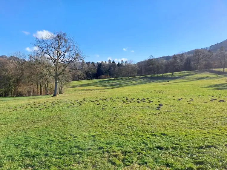 10 ha Wald- und Wiesenflächen in Feichsen