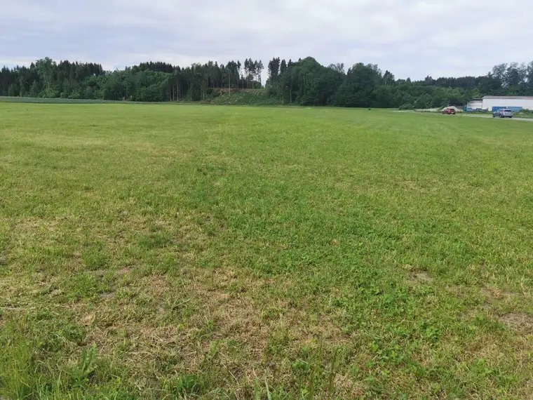 Landwirtschaftliches Grünland