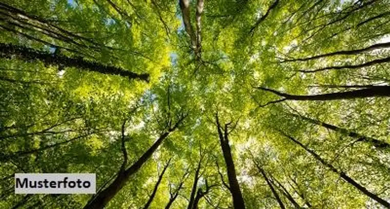 Idyllische Waldfläche im Murauen-Gebiet - Natur pur an der Mur