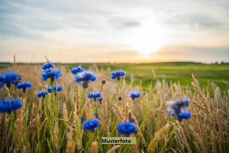 Grundstück mit Mähwiese, Waldflächen und ehemaligem Steinbruchareal