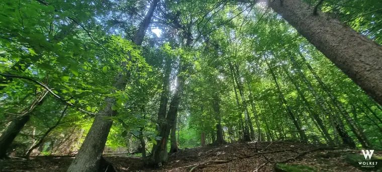 18 Hektar Wald mit guter Erschließung und vielseitigen Nutzungsmöglichkeiten