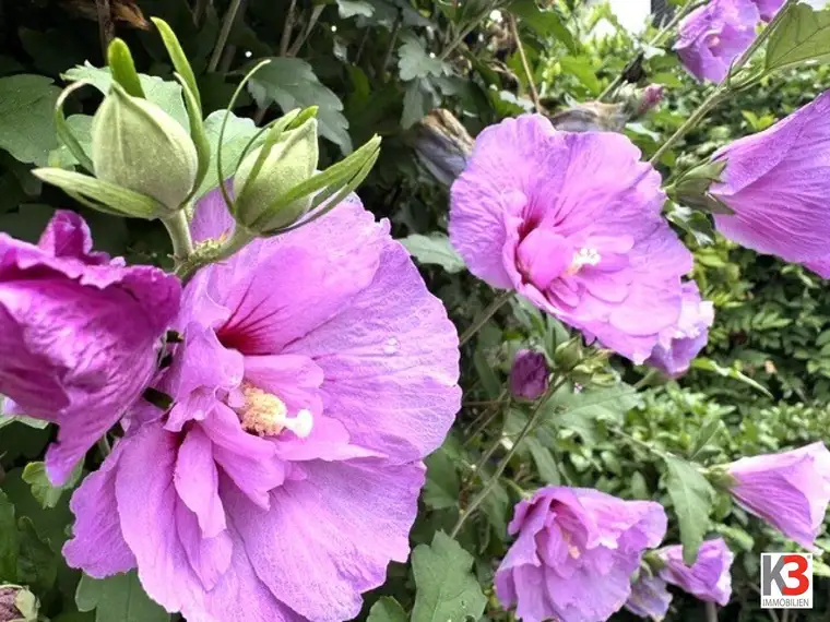 K3 - Schönes Ein- bzw. Zweifamilienhaus mit sonnigem, traumhaftem Garten! Exklusive Ruhelage mit herrlichem Berg- und Grünblick!