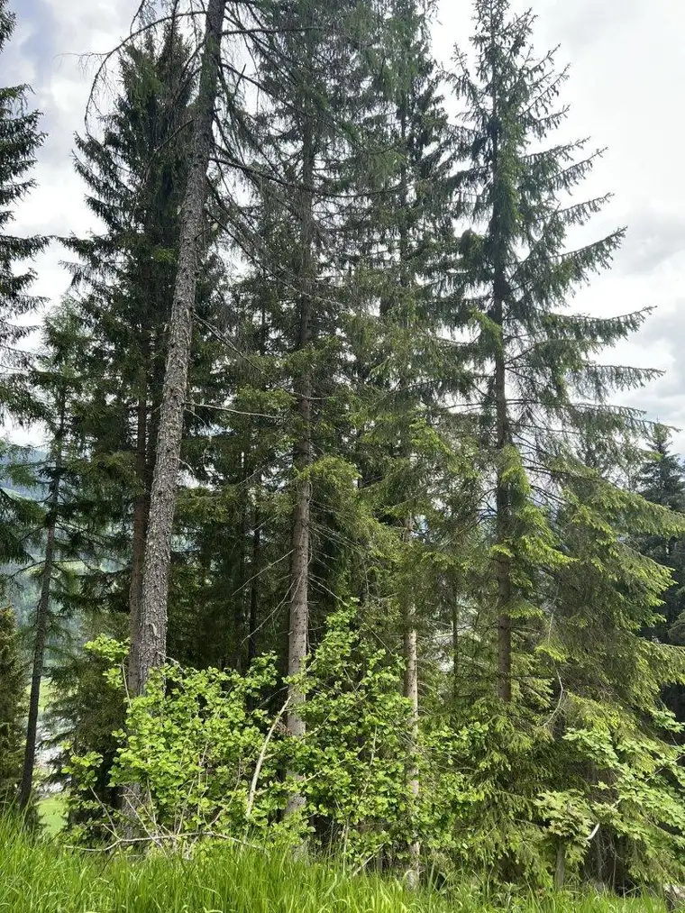 Wald / Forst mit ca. 58 ha in Bezirk Murau