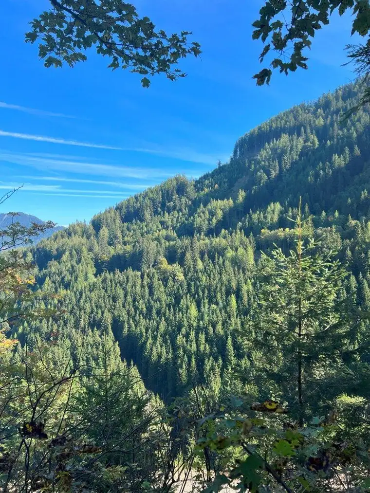 *** Schöner aufgeschlossener Mischwald mit gut bestocktem Altholzbestand ***