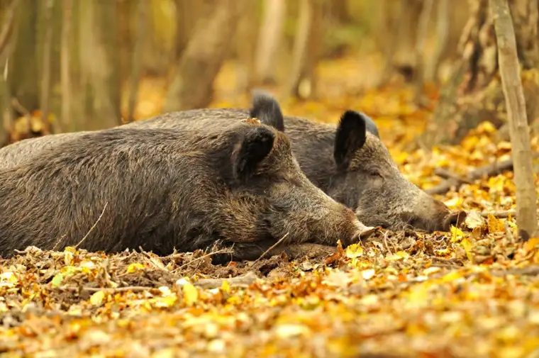 Eigenjagd mit hervorragender Schwarzwildjagd
