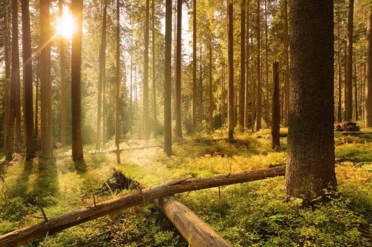 390 ha Waldbesitz mit 460 ha Jagdfläche