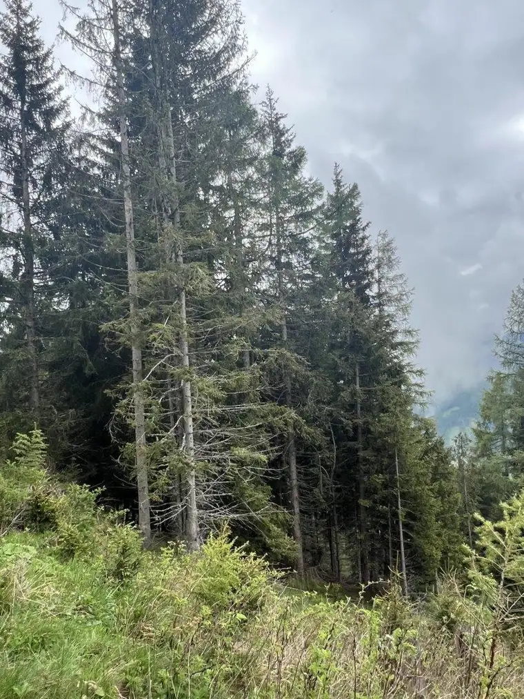 11 ha Wald in Murau Umgebung