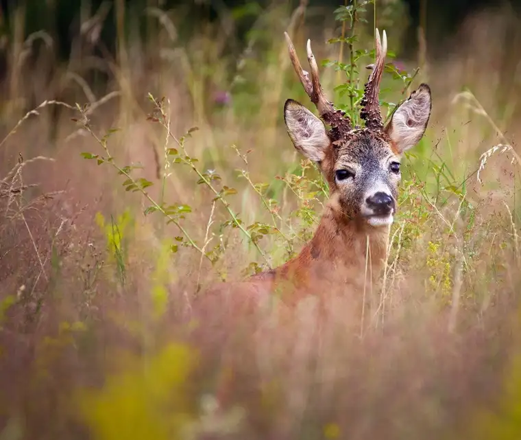 250 ha Eigenjagd mit sehr guten Gamswildbestand