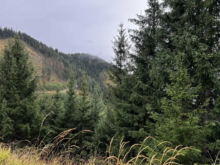 Pacht: 660 ha Jagdrevier mit Rotwild und Gams