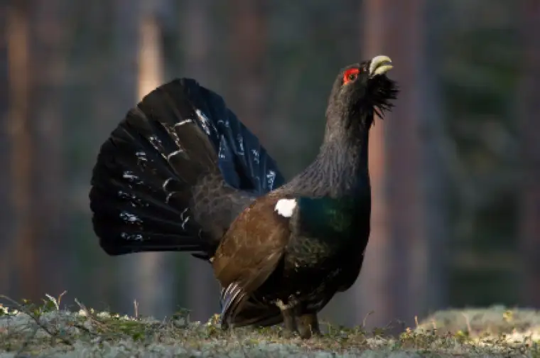 590 ha Jagdpacht mit Jagdhaus und Rotwildfütterung