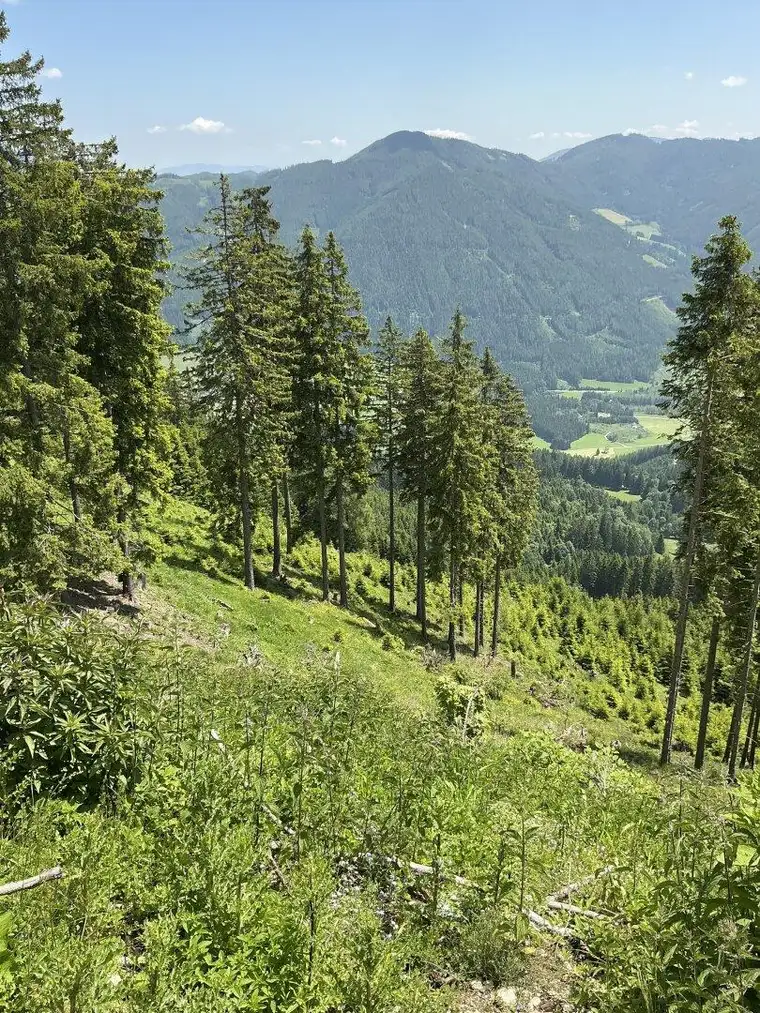 20 ha Forst / Wald in Murau